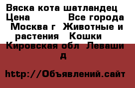 Вяска кота шатландец › Цена ­ 1 000 - Все города, Москва г. Животные и растения » Кошки   . Кировская обл.,Леваши д.